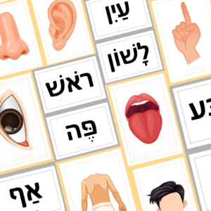 Части тела – PDF карточки – Лули